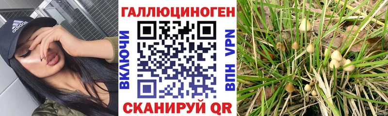 Галлюциногенные грибы мицелий  Пугачёв 
